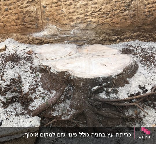 גדם עץ שנכרת בגובה הקרקע לצד קיר אבן ונסורת מסביב